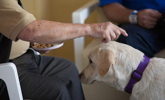 geriatricarea CRE de Alzheimer intervención asistida con perros