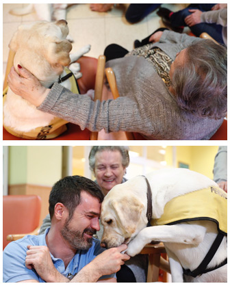 geriatricarea terapias con animales mayores