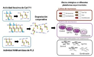 geriatricarea infecciones neumococicas